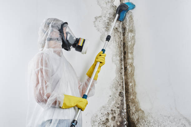 Professional Mold Remediation in Westover, AL